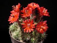 Thumbnail of 1303_Echinocereus klapperi_20170626_02(1).JPG